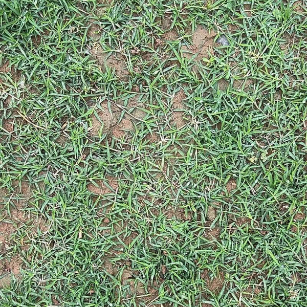Bermudagrass, 50 Grams Hulled Coated Seeds