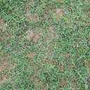 Bermudagrass, 50 Grams Hulled Coated Seeds