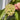 Hoya UT-033, 5 Cuttings