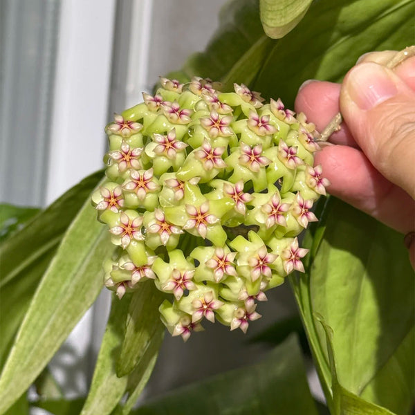 Hoya UT-033, 5 Cuttings
