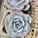 Echeveria laui, 50 Seeds