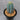 Pilosocereus pachycladus, 10-13cm