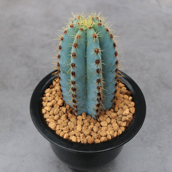 Pilosocereus pachycladus, 10-13cm