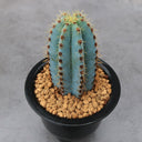 Pilosocereus pachycladus, 10-13cm