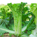 Jinkang 75 Chinese Cabbage Seeds, 5 × 5g Bags