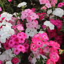 Phlox (Mixed Colors), 200 Seeds