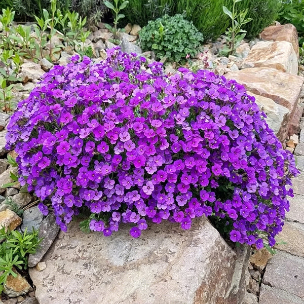 Purple Rock Cress, 100 Seeds