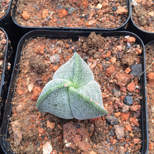 Triangular Bishop's Cap Live Cactus