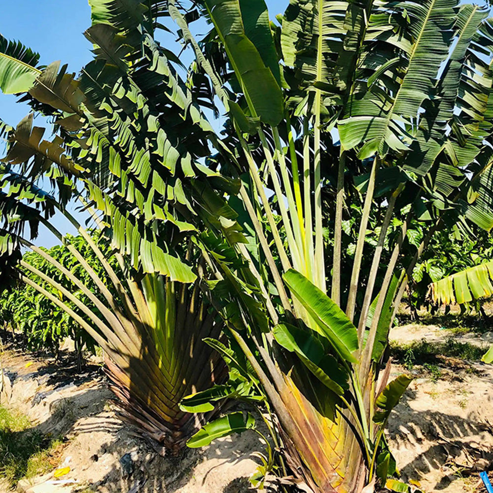 Traveller's Palm Seeds