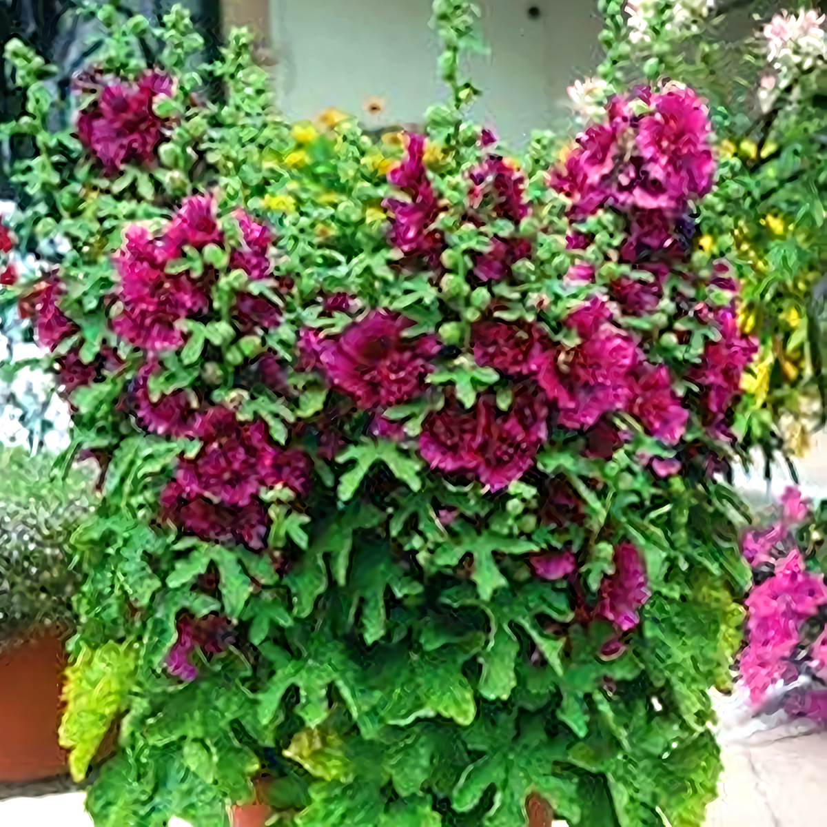 Alcea 'Queeny Purple'