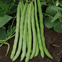 Huajun No.13 Snap Bean Seeds, 10g