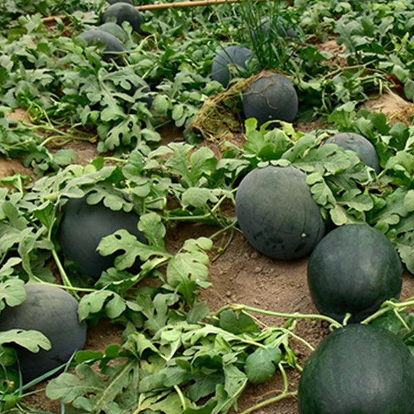 'Black Tyrant' Super-sweet Watermelon Seeds