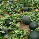'Black Tyrant' Super-sweet Watermelon Seeds