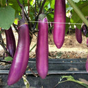 Chongqing Early No.1 Purple-Red Eggplant Seeds, 8g