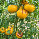 428 Orange Chupa Chups Tomato, 5 Seeds