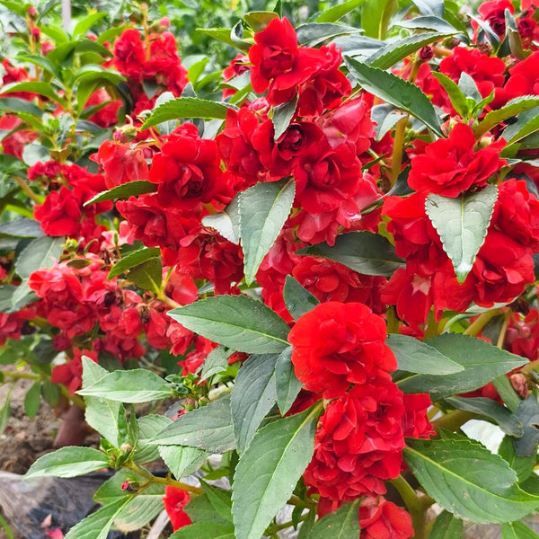 Camellia-Flowered Balsam (Mixed Colours) Seeds, 1g