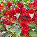 Camellia-Flowered Balsam (Mixed Colours) Seeds, 1g