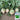 'Liangguan' Apple-shape Green Radish Seeds, 10g