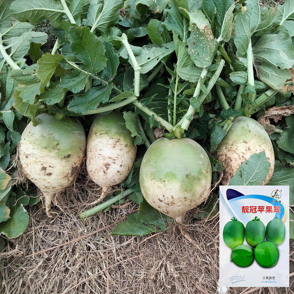 'Liangguan' Apple-shape Green Radish Seeds, 10g