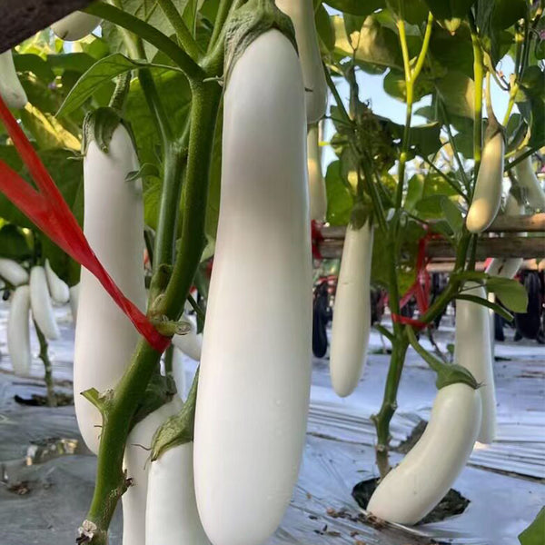 White 013 Eggplant, 20 Seeds