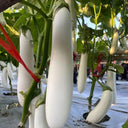White 013 Eggplant, 20 Seeds