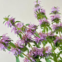 Lemon Mint Seeds, 1 Gram ≈ 1000 Seeds