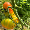 Hillbilly Potato Leaf Tomato, 15 Seeds