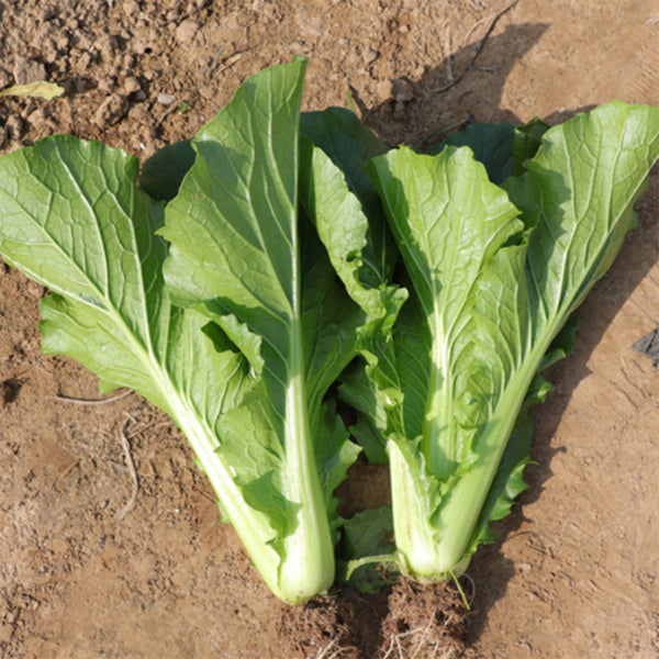 Emerald Green Baby Bok Choy Seeds, 5 × 10g Bags