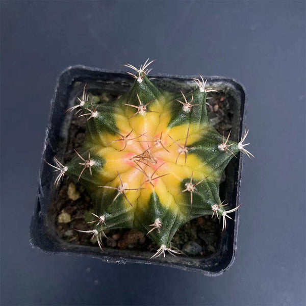 Gymnocalycium mihanovichii 'Yellow Variegata', 3-4cm