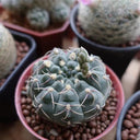 Baldian's Gymnocalycium Cactus, 3-4cm