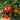 761 KAS Valenna Tomato, 5 Seeds