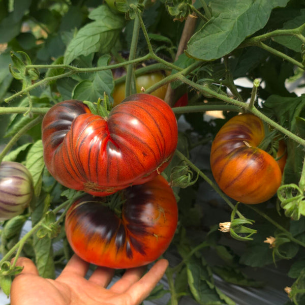 761 KAS Valenna Tomato, 5 Seeds