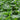 Chinese Water Spinach Seeds, Pkt of 1000