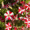 Red Star Hybrid Petunia, 100 Seeds