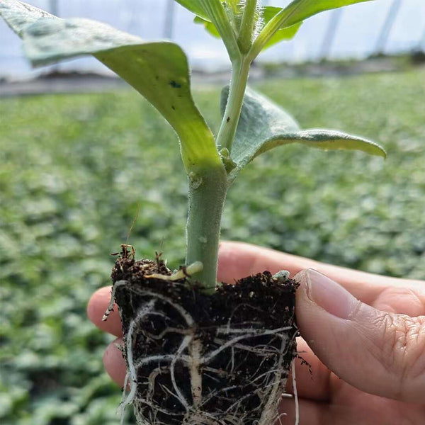 Qingyuan Rootstock, 20 Seeds