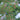 Shallow Lobed Green Leaf Japanese Maple, 100 Seeds
