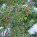 Shallow Lobed Green Leaf Japanese Maple, 100 Seeds