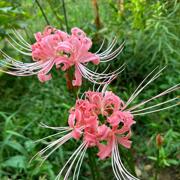 Hubei Pink Lycoris, 1 Bulb