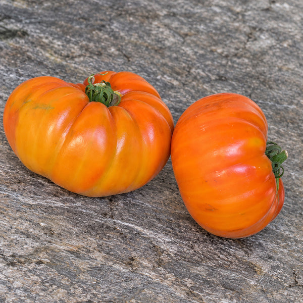 236 ABRIKOS Tomato, 5 Seeds