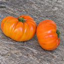 236 ABRIKOS Tomato, 5 Seeds