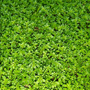 Green Carpet Rupturewort, 20 Seeds