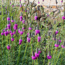 Purple Prairie Clover, 130 Seeds
