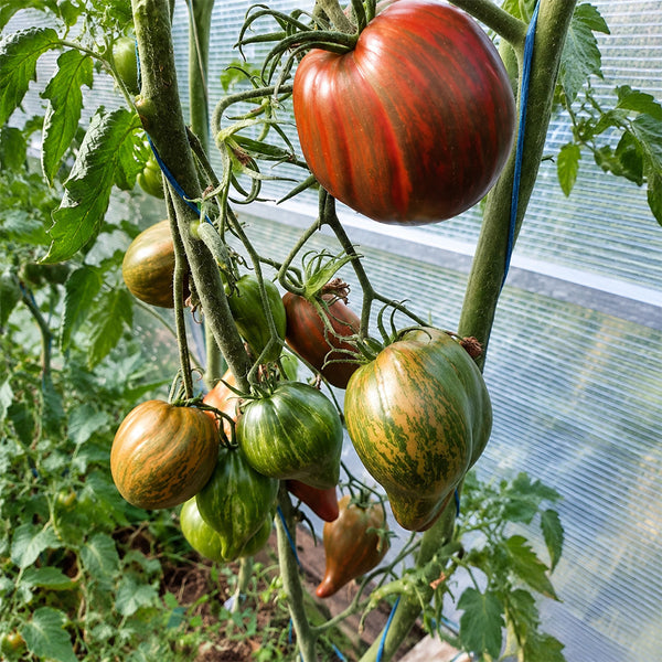 30 Marsha's Starfighter Heart Tomato, 5 Seeds