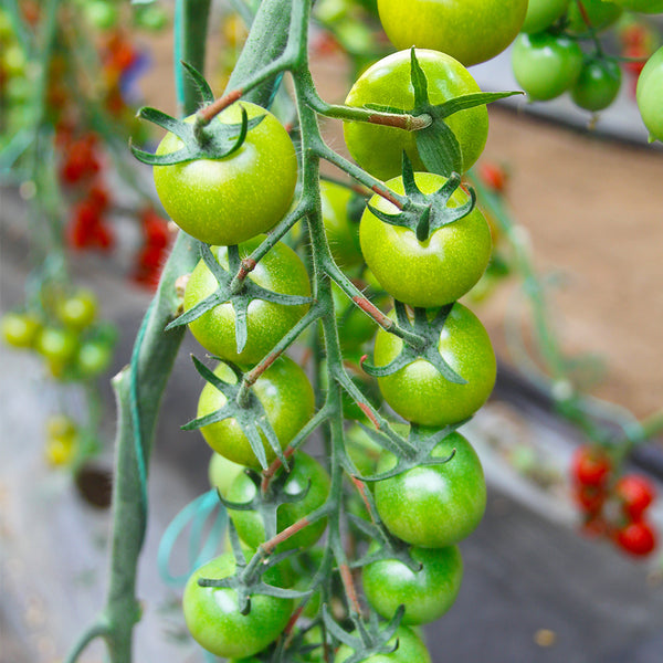 Dream Green Sweet No.2 Cherry Tomato, 5 Seeds