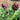 Purple Artichoke, 5 Seeds