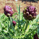 Purple Artichoke, 5 Seeds