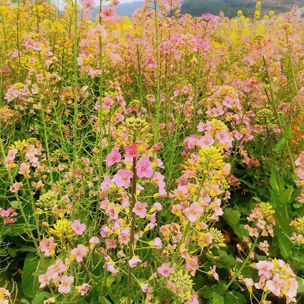 Rainbow Rapeseed Seeds, 250 Seeds