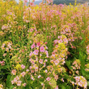 Rainbow Rapeseed Seeds, 250 Seeds