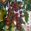Sweet Aperitif Tomato, 5 Seeds