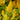 Hezhichun Yellow Feathered Cockscomb Seeds, 1g